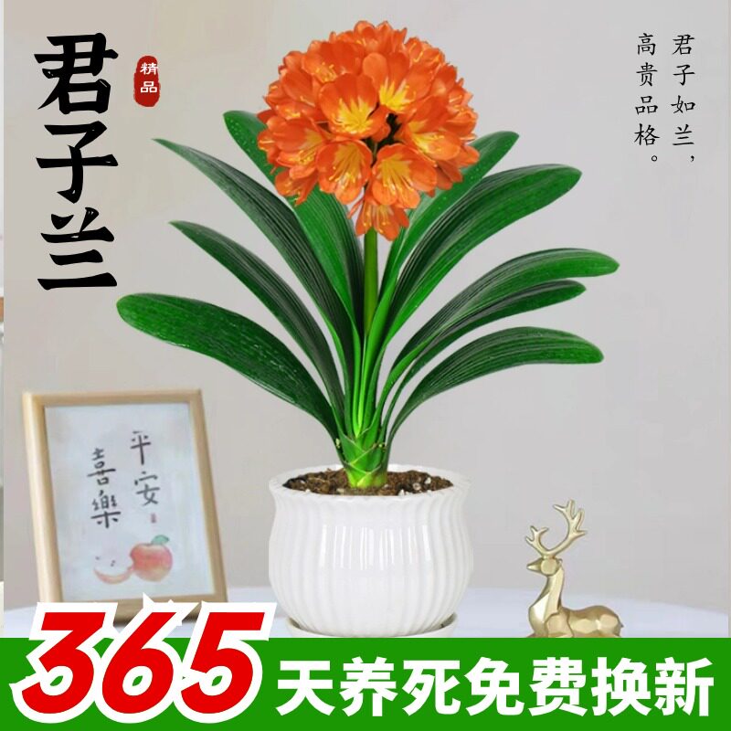 名贵君子兰盆栽带花苞四季花卉植物室内外阳台客厅适合懒人养的花