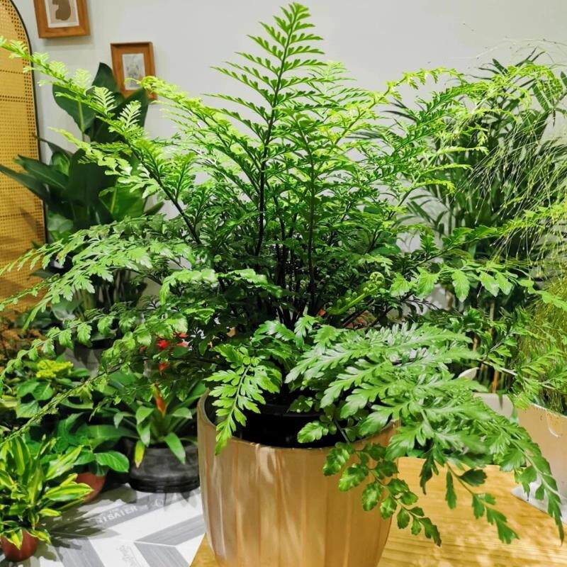吉姆蕨盆栽网红蕨类植物办公室绿植室内欧洲蕨平安蕨宝石蕨铁线蕨