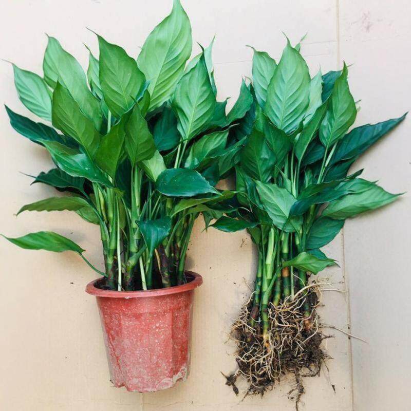 万年青带根盆栽植物四季常青客厅室内好养大型家养花卉绿植吸甲醛