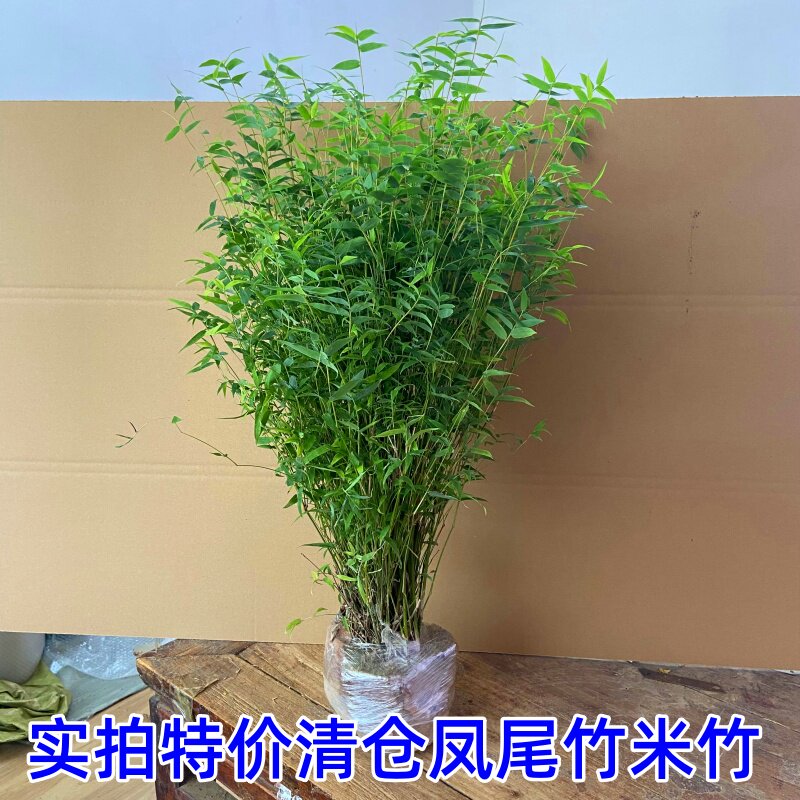 竹子苗 慈孝竹苗孝顺竹 凤尾竹桌面绿植
