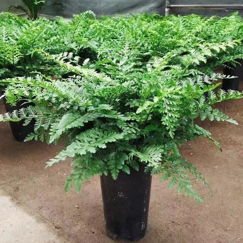吉姆蕨盆栽网红蕨类植物办公室绿植室内欧洲蕨平安蕨宝石蕨铁线蕨