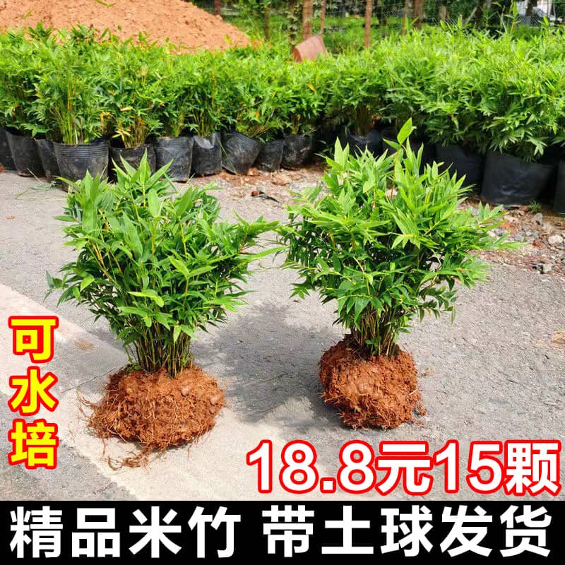 米竹盆栽客厅阳台四季常青观叶植物丛生凤尾竹盆栽竹子盆景易成活