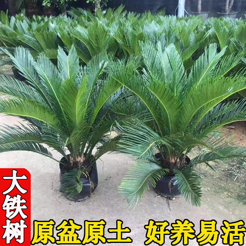 铁树盆栽大型苏铁绿植室内外客厅庭院植物四季常青耐寒耐热好养活