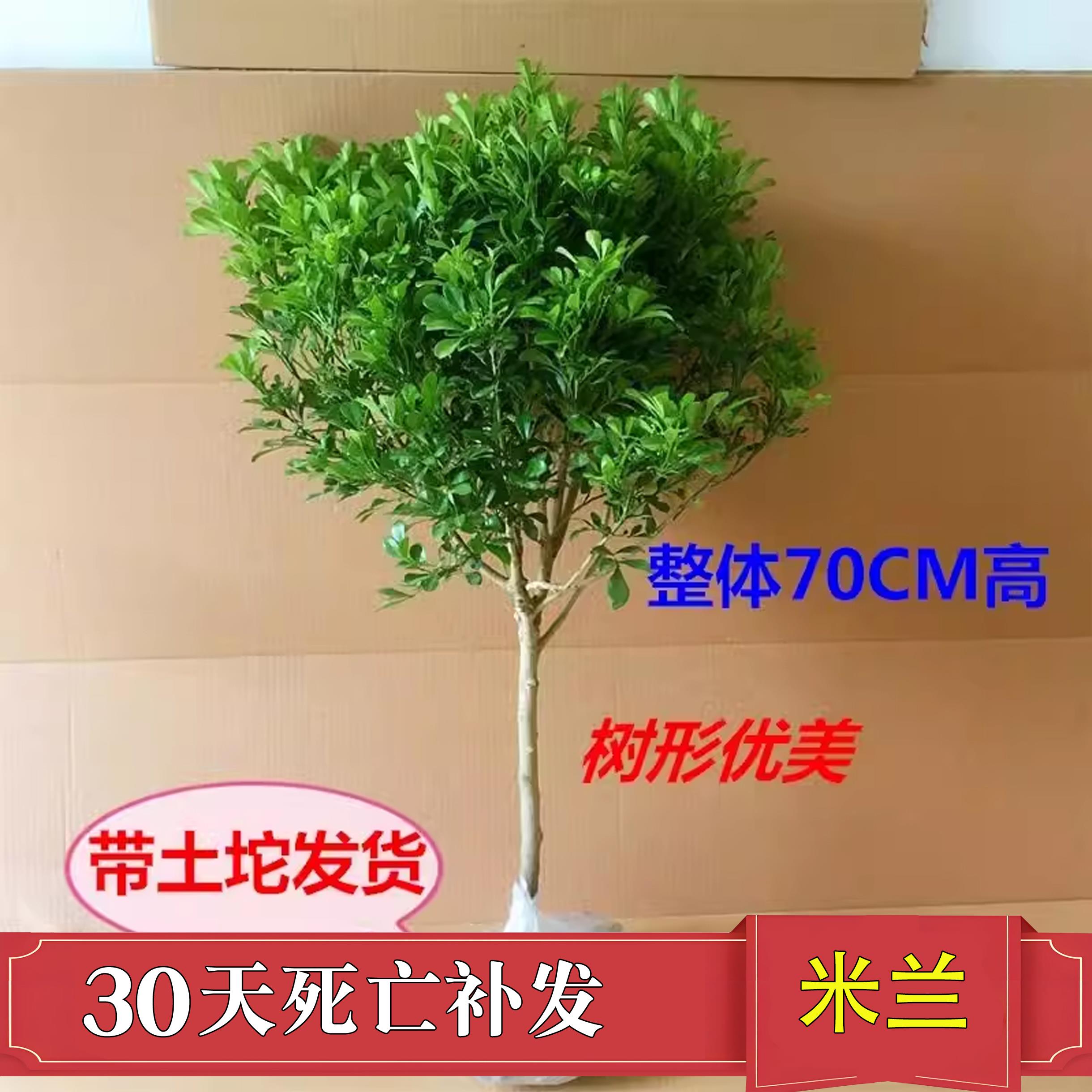 树形独杆米兰盆栽花苗四季好养的