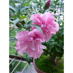 木槿花盆栽重瓣大花花苗耐寒耐热花卉苗木可食用木槿树苗