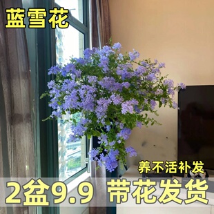蓝雪花卉盆栽阳台花苗耐热绿植室外花园庭院种植爬藤带花苞好养活