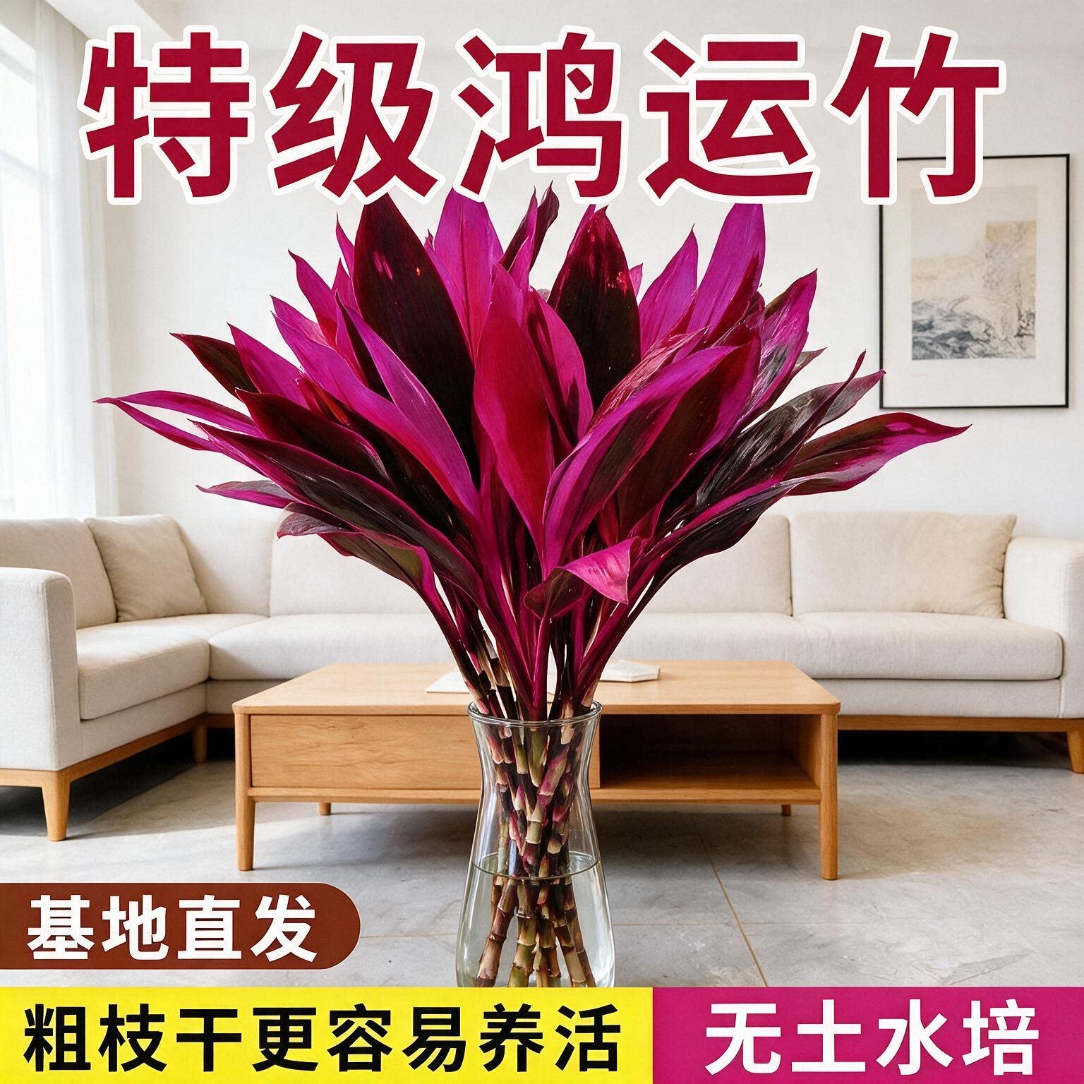 土培转运竹红朱蕉室内净化空气