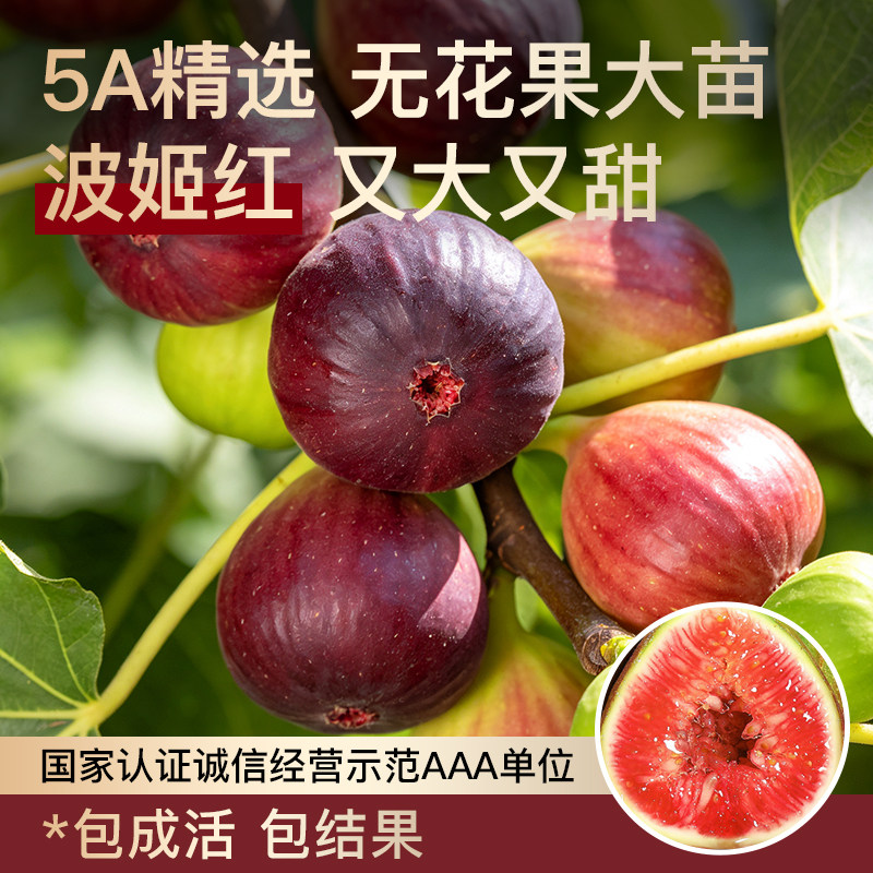 无花果树当年结果特大果苗波姬红格莱斯青皮矮化盆栽包成活包结果