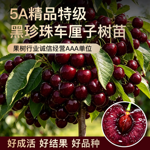 正宗特大黑珍珠美早樱桃树苗