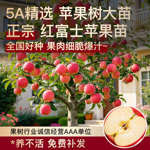矮化糖心苹果树苗庭院盆栽