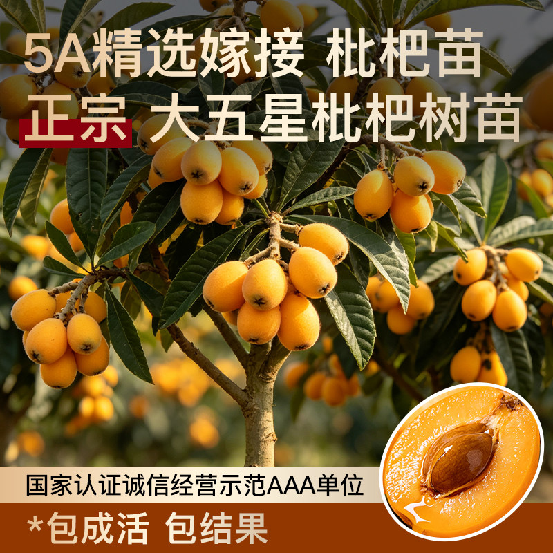 大五星枇杷树苗无核枇杷嫁接果树苗南方水果树果树大果庭院盆栽苗