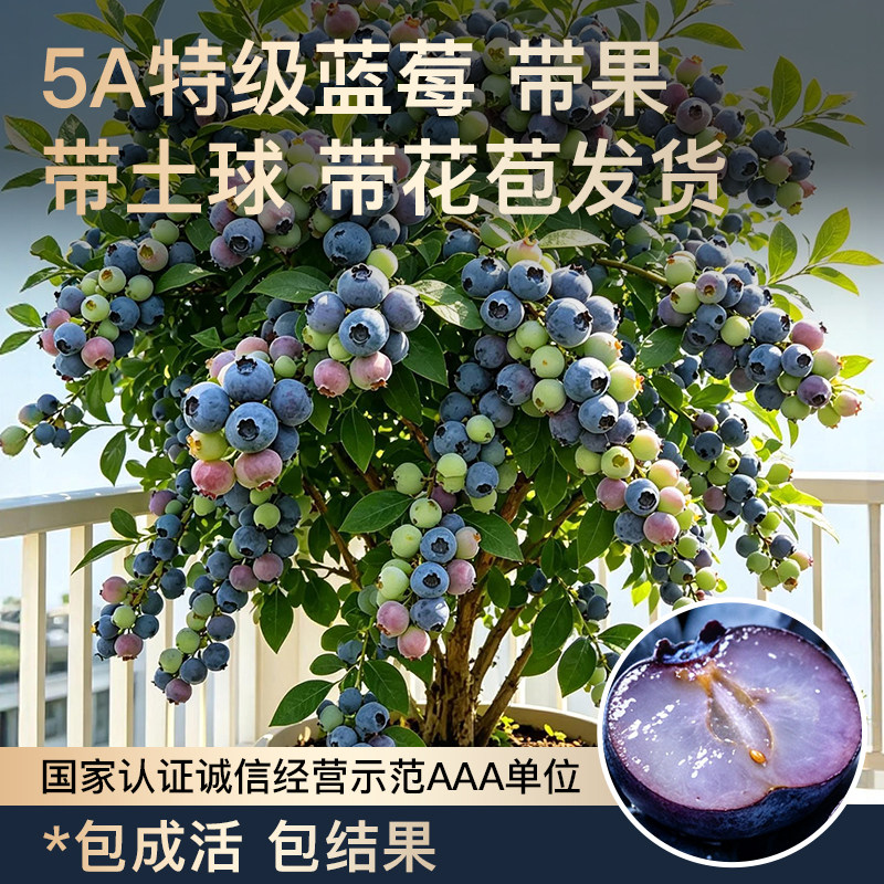 特大号蓝莓树果苗盆栽F6/L25蓝莓