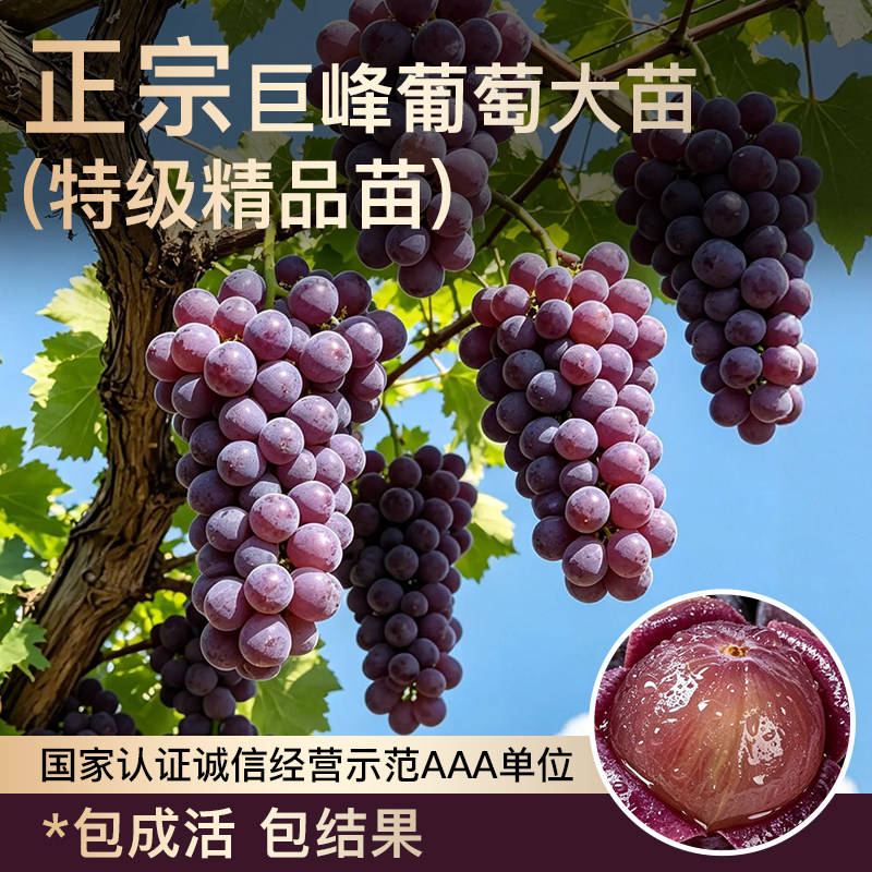 巨峰葡萄苗高产大果南北好种