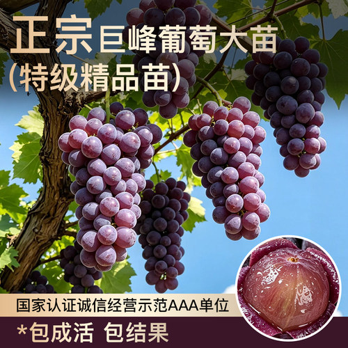 巨峰葡萄苗高产大果南北好种