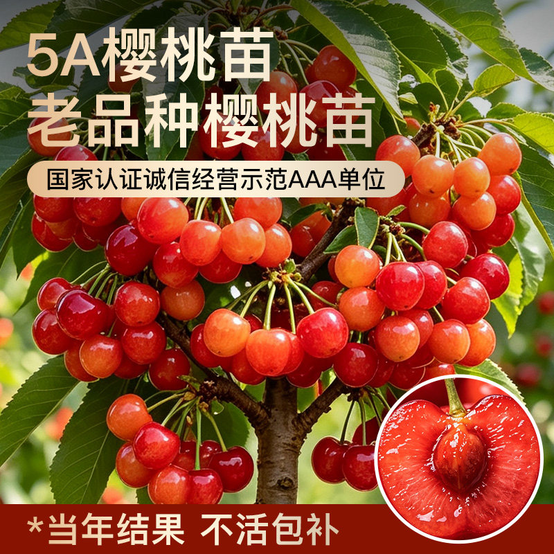 正宗大樱桃红妃老品种盆栽苗