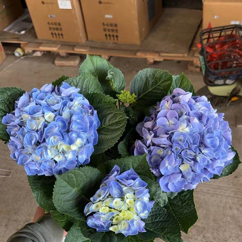 绣球花/八仙花/紫阳花/七变化/洋绣球/粉团花/花卉植物盆栽/重庆