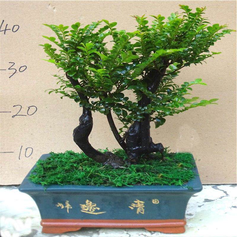 小叶紫檀盆景树桩客厅植物四季常青盆栽室内花+除甲醛绿植