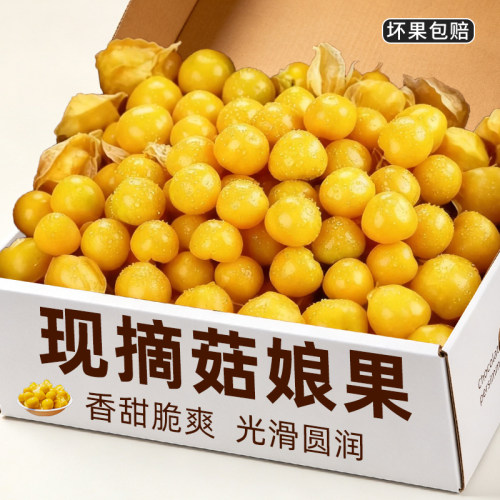 姑娘果新鲜灯笼果新鲜水果姑鸟果
