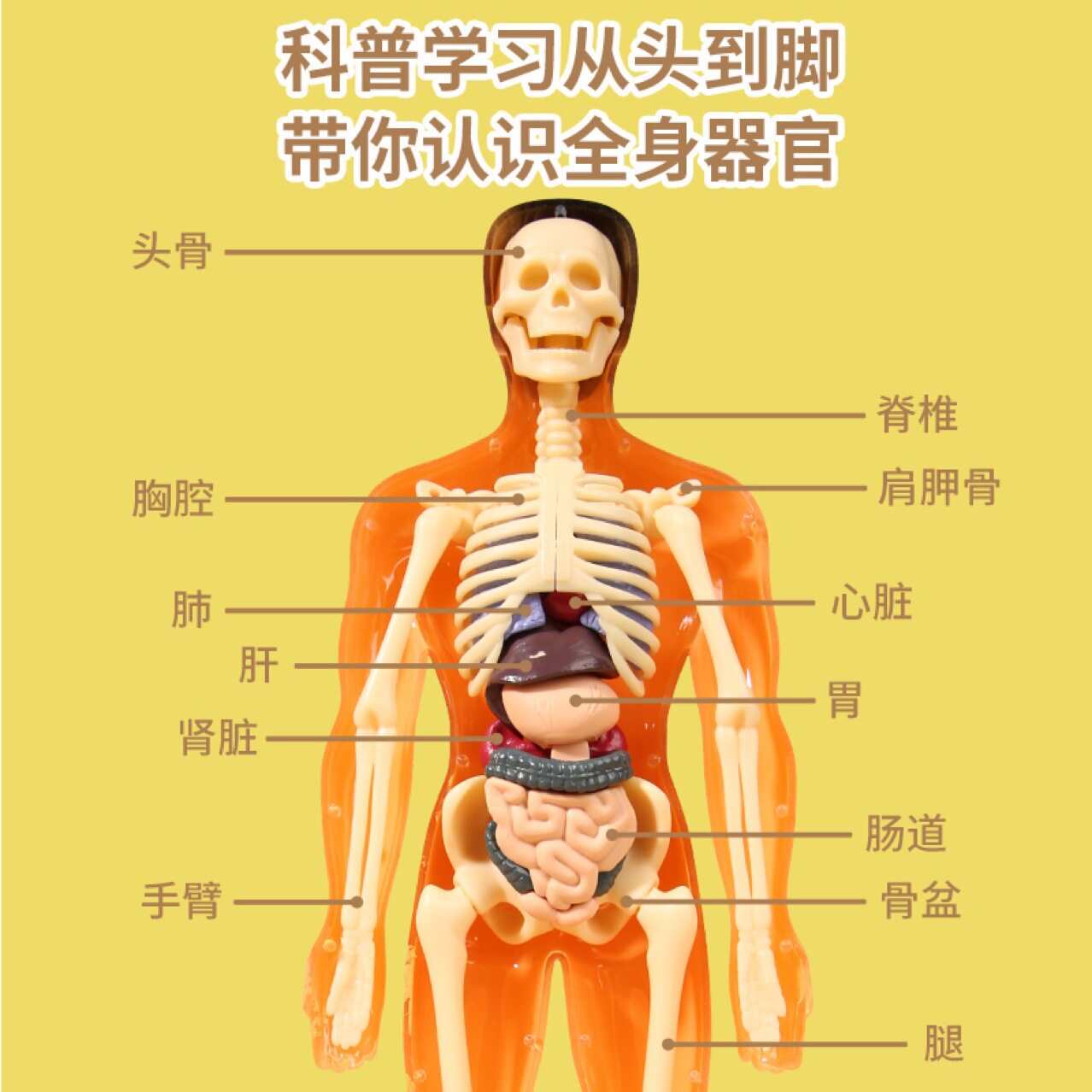 跨境人体骨骼玩具模型器官骨架仿真医学教具拼装结构内脏科教LC