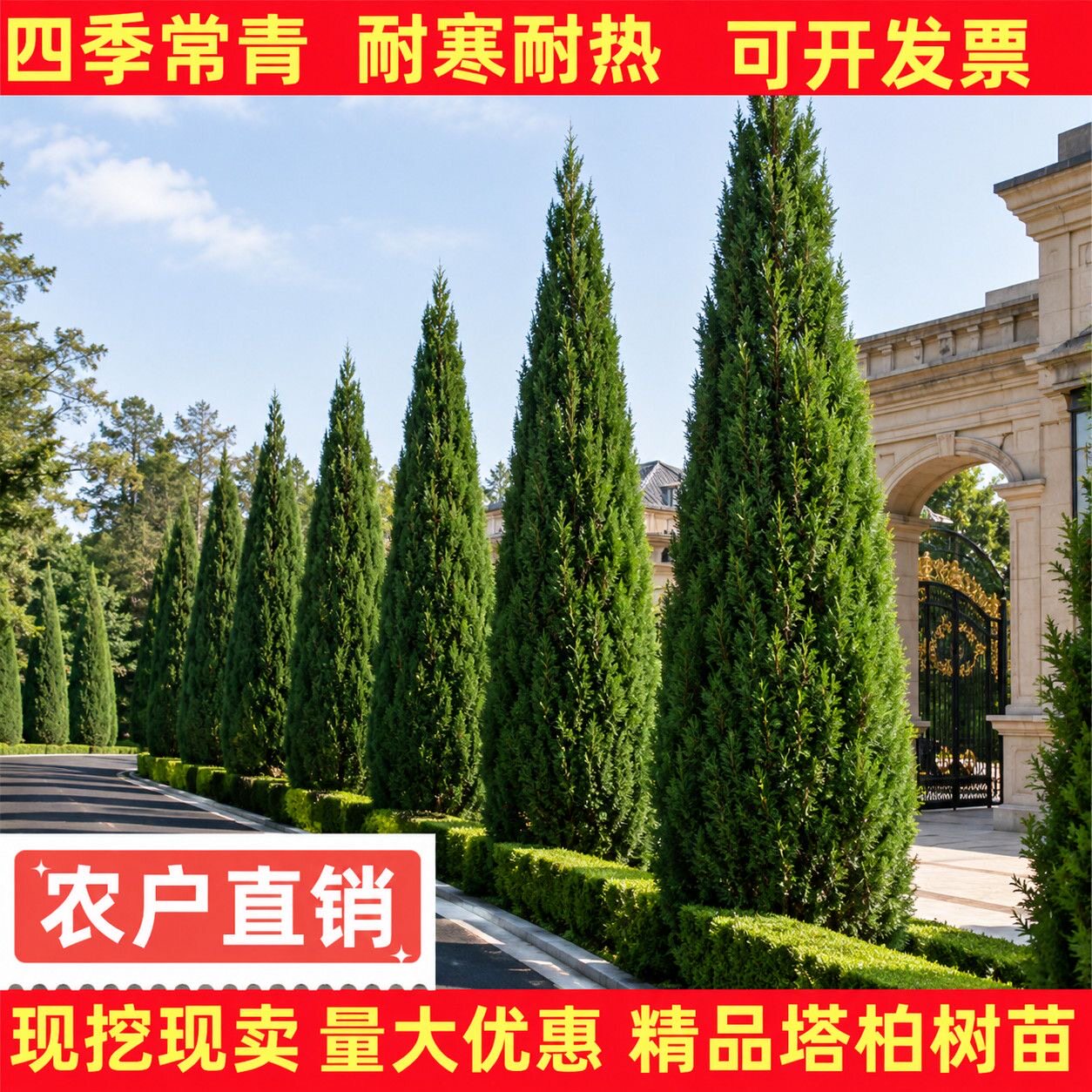 松柏树苗四季常青蜀桧侧柏塔柏圆柏大号苗道路绿化工程苗耐寒耐旱