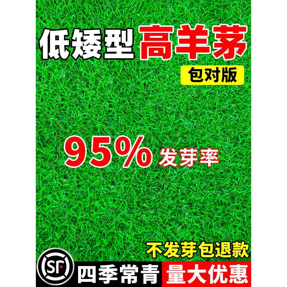 高羊茅草籽耐寒四季常青护坡固土耐践踏公园民宿庭院绿化草坪种子