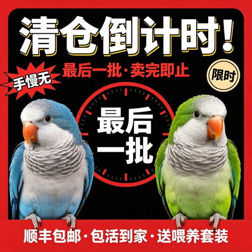 蓝和尚鹦鹉可学说话智商高亲人