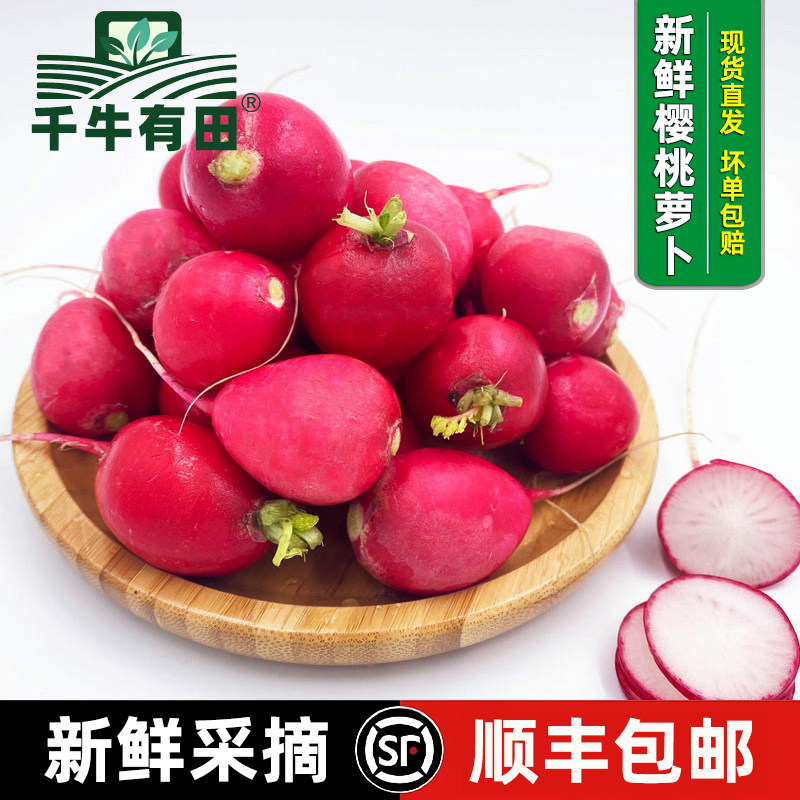 新鲜樱桃萝卜迷你水果小红圆萝卜
