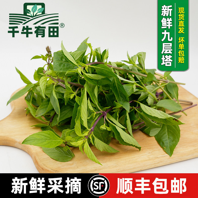 新鲜九层塔亚洲罗勒西餐香料