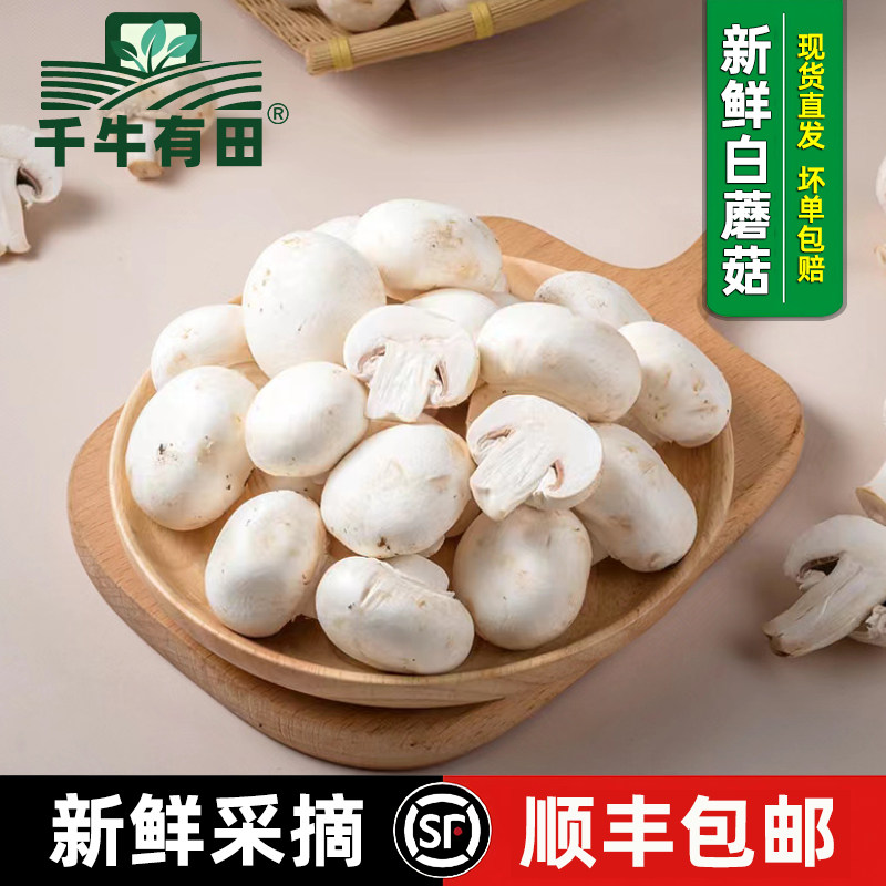 新鲜白蘑菇菌菇口菇 双孢菇