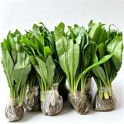 带土带根大芫荽香菜苗阳台盆栽