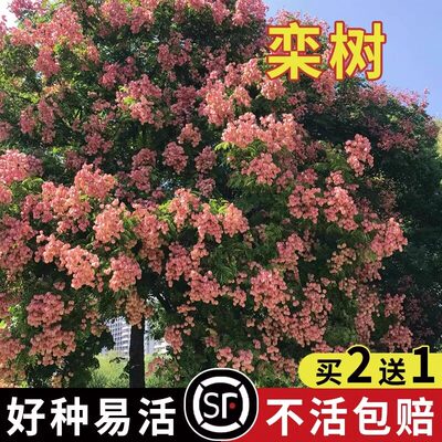 栾树种子新南北黄山灯笼绿