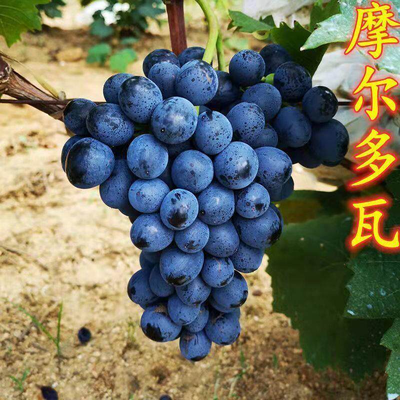 新品种摩尔多瓦蓝莓葡萄树苗嫁接葡萄苗爬藤耐寒葡萄当年结果地栽