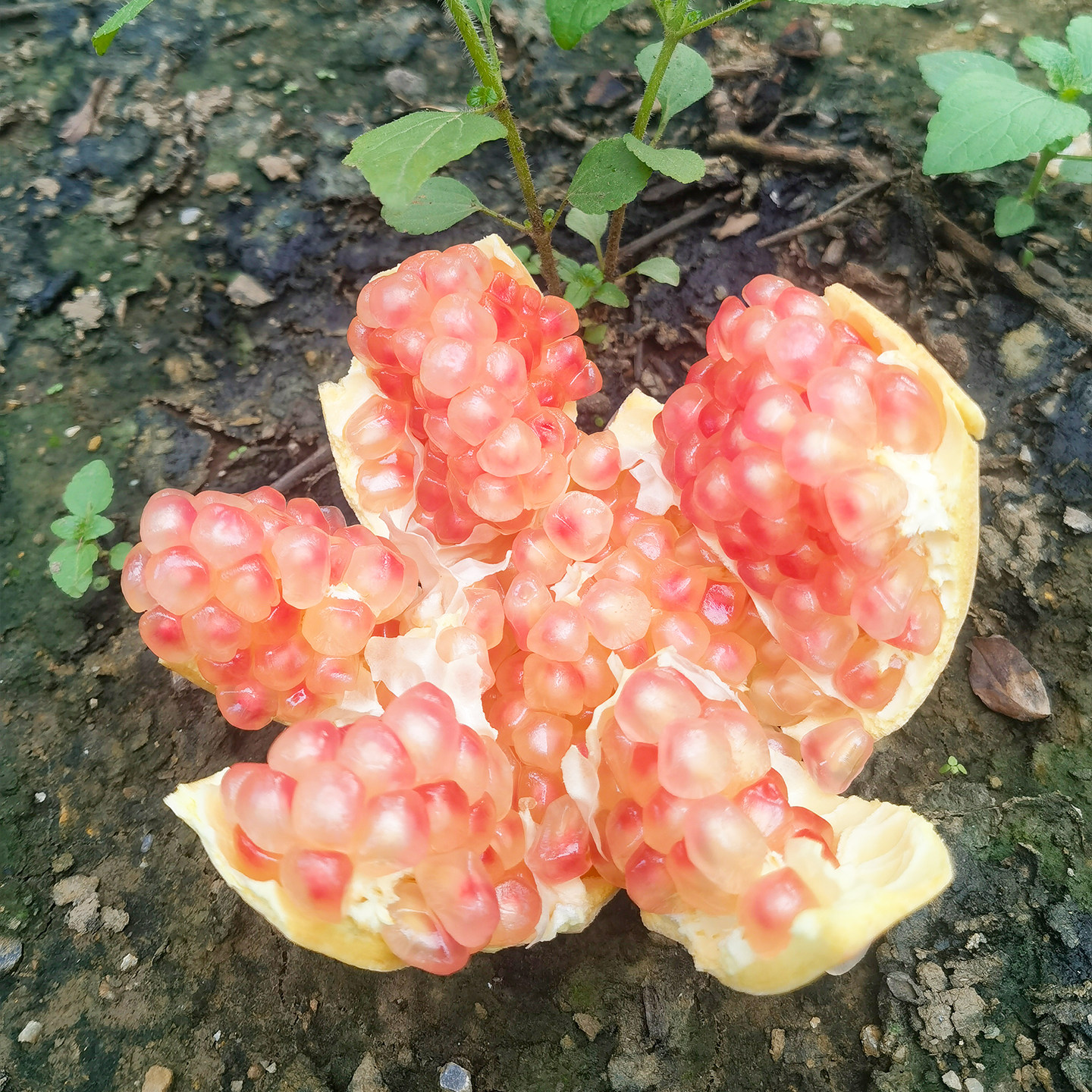 岭十山｜蒙自绿籽石榴30年老树精品当季新鲜水果爆汁现摘现发软籽