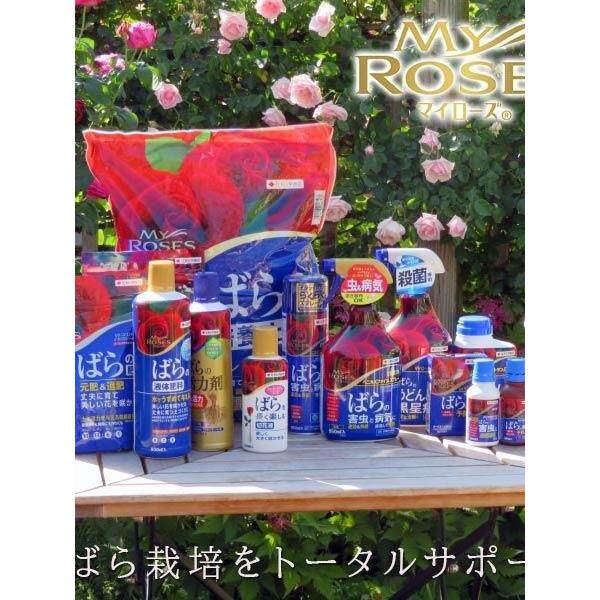 养月季的花友 看过来 生根开花 促花芽 花朵增大增色