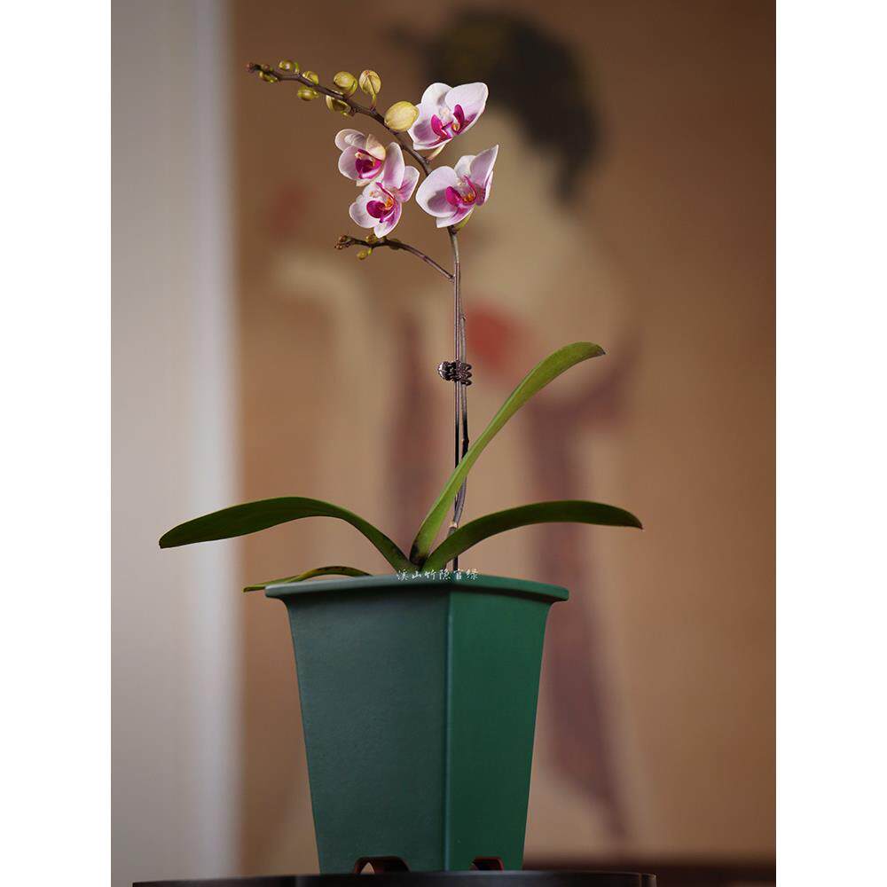 溪山竹隐紫砂花盆粉浆官绿兰花竹子内门竹菊花蝴蝶兰多肉专用小盆