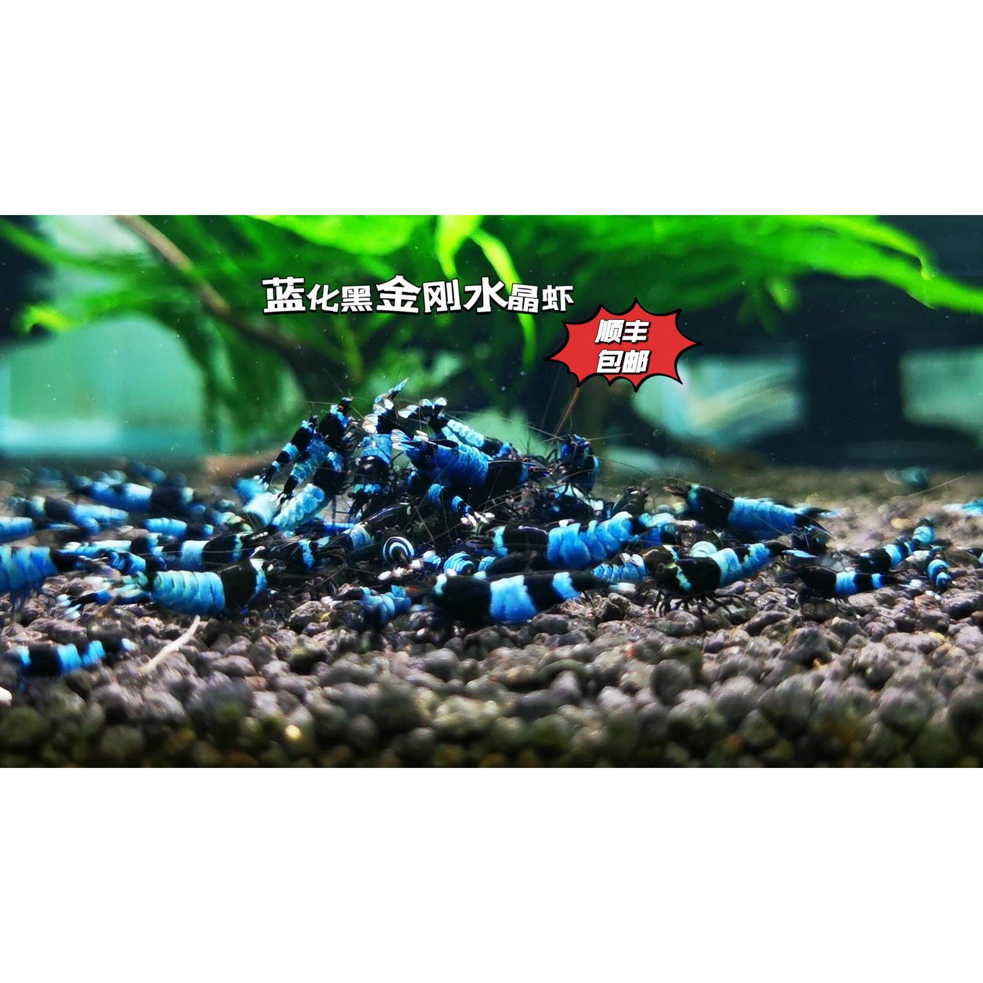 蓝化黑金刚水晶虾观赏虾草缸鱼缸工具虾活体顺丰包邮ada泥