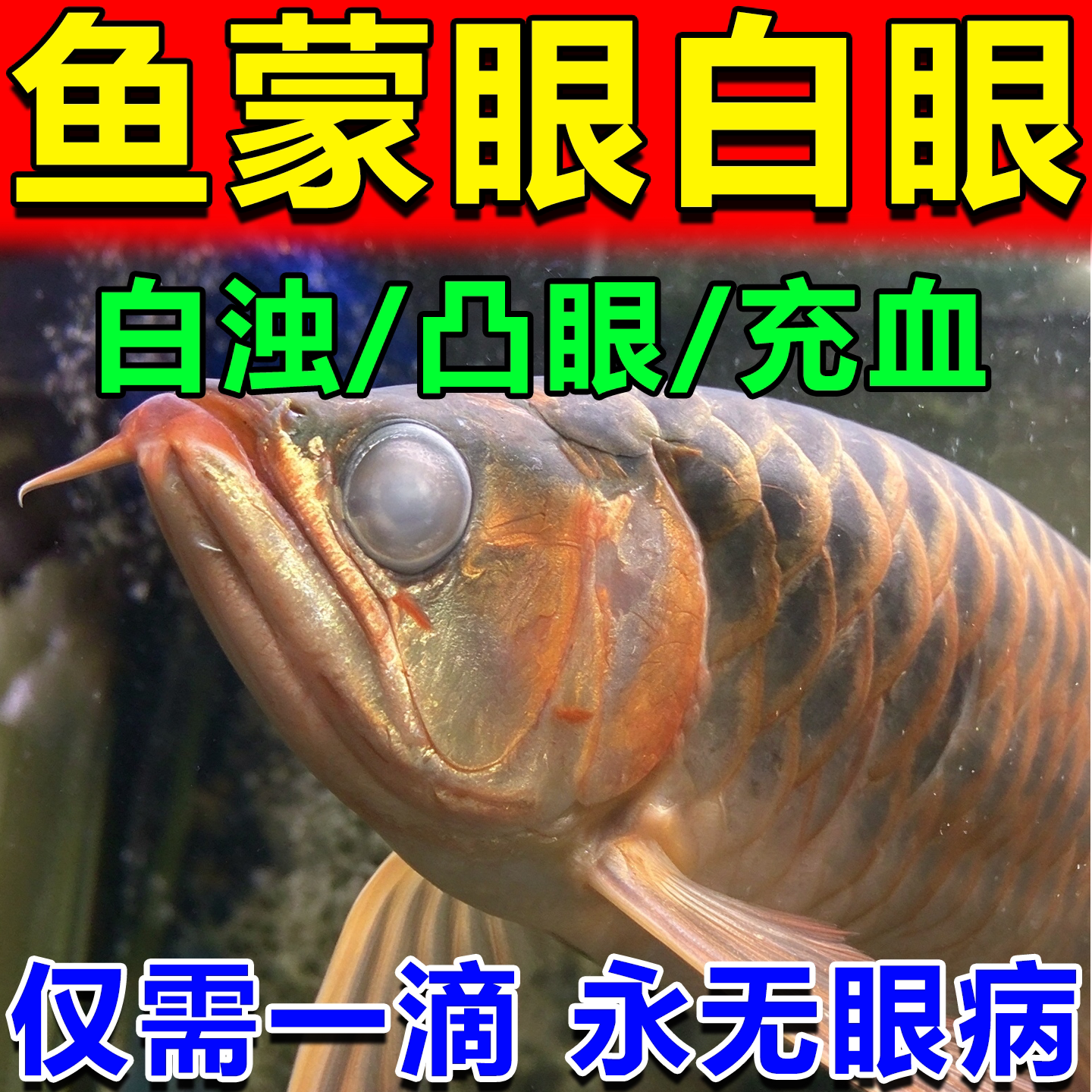 鱼蒙眼白眼观赏鱼烂身烂尾白点净水霉鱼池肿眼凸眼充血鱼病专用药