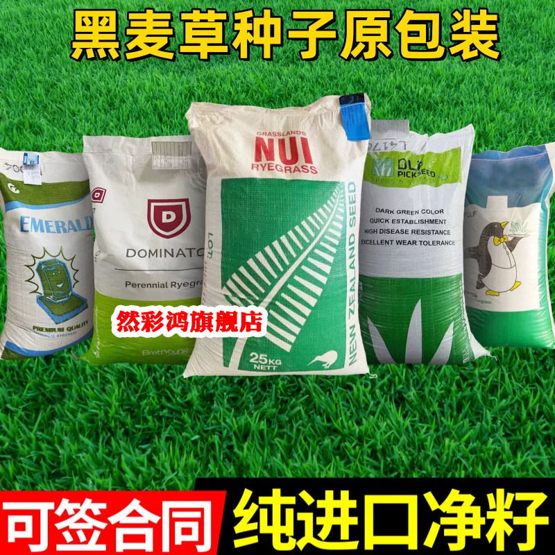麦迪黑麦草种子多年生进口耐寒草坪草籽四季常青护坡固土绿化种籽