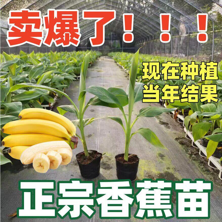 香蕉树苗盆栽地芭粉耐寒矮图片