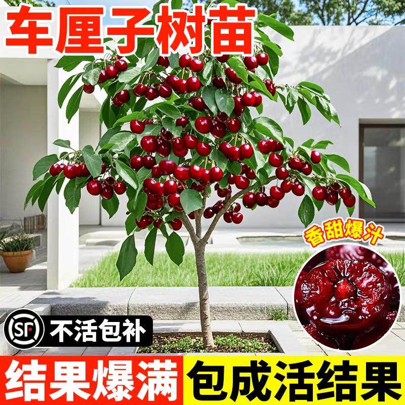 车厘子树苗正宗大樱桃特号图片