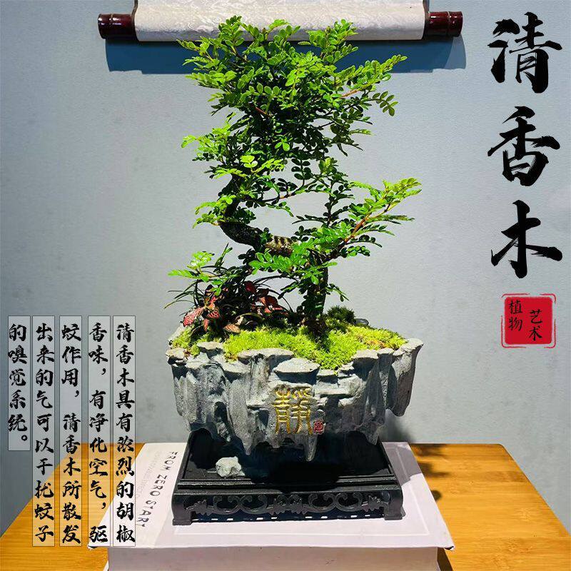 清香胡椒木盆栽老桩禅意盆景室内茶室好养植物办公室桌面中式绿植