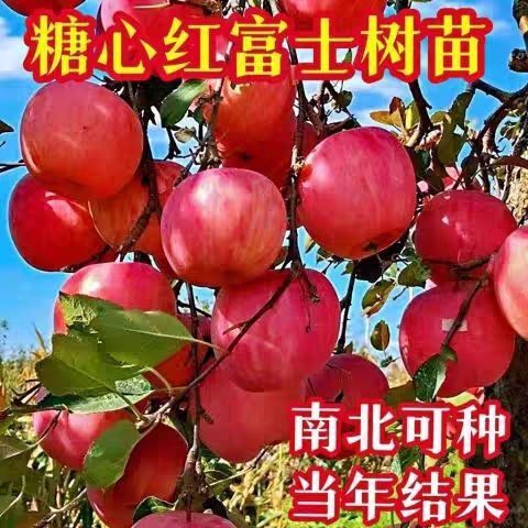 冰糖心苹果树苗嫁接新品种红富士盆栽地栽南北方种植耐寒当年结果