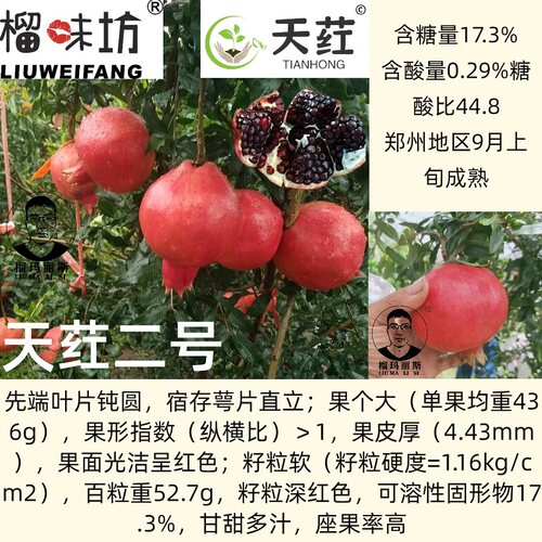 天荭二号超软籽石榴树苗盆栽