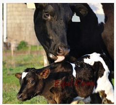 可视牛怀孕检测试剂盒CowPregancyTestKit