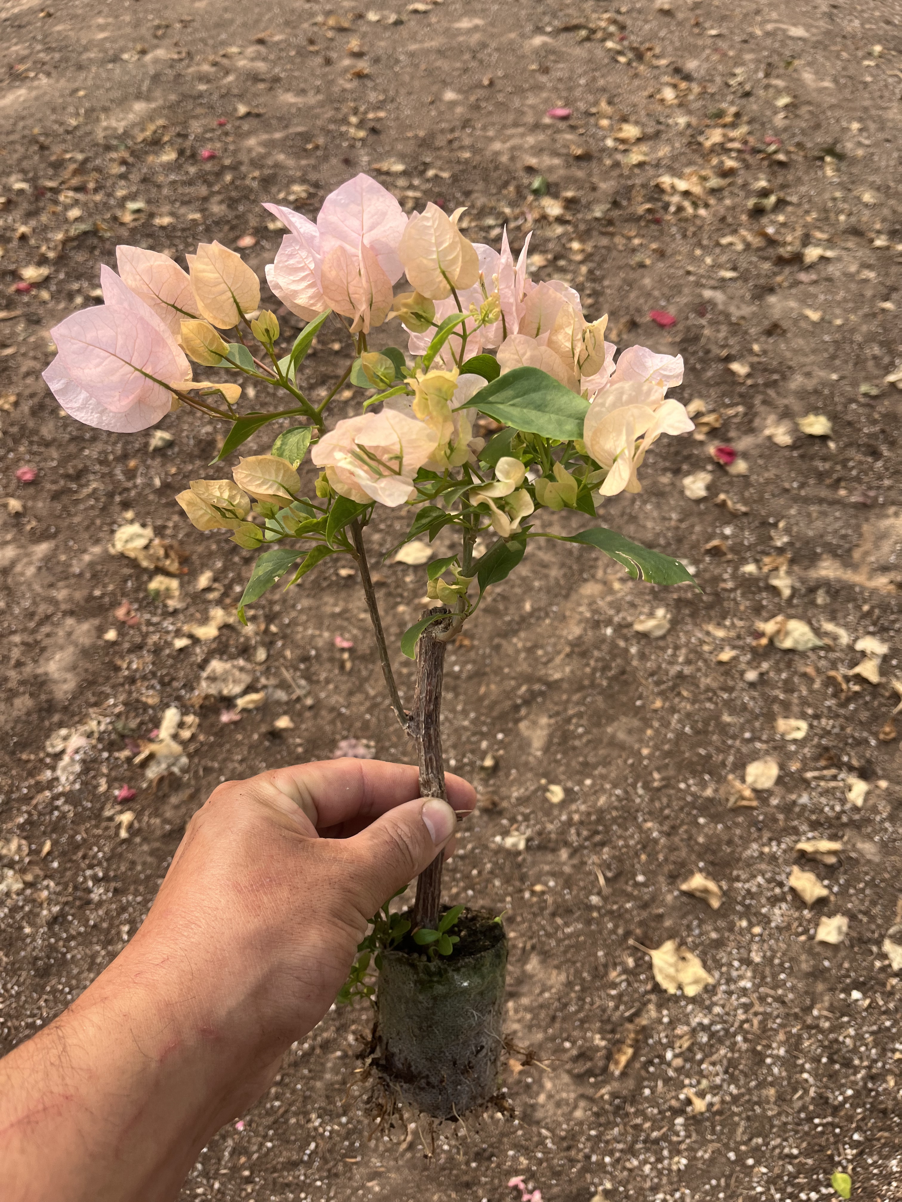 阿达的喜悦三角梅袋苗小苗满根系阳台庭院花卉四季勤开花好养活