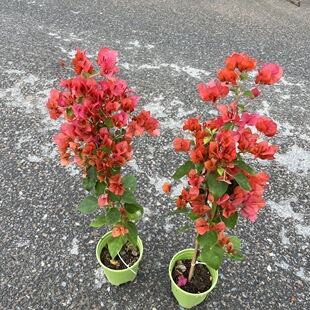 暗斑夕阳红三角梅老桩爬藤高飘枝阳台庭院花卉好养四季勤开花带花