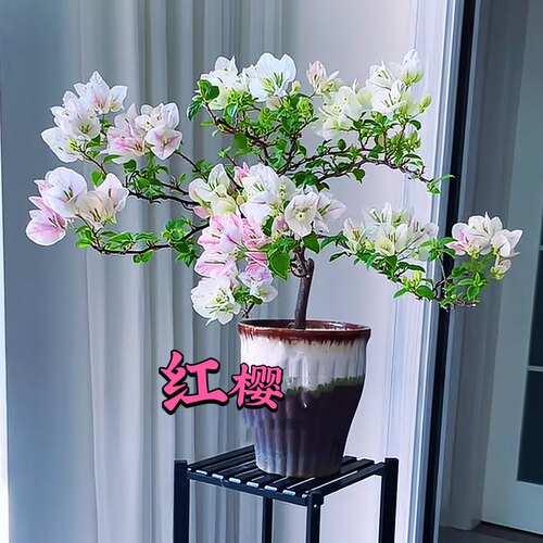 【红樱】三角梅老桩扦插苗四季开花绿植盆栽好养阳台庭院爬藤花