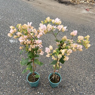 阿达的喜悦三角梅老桩爬藤高飘枝阳台庭院花卉好养四季勤开花带花
