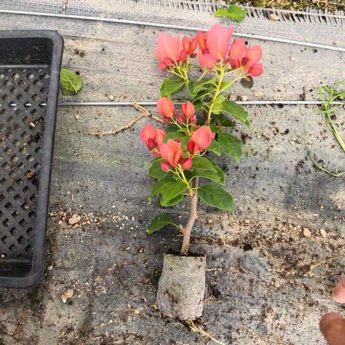 红日落三角梅袋苗小苗满根系阳台庭院花卉四季勤开花好养福建发