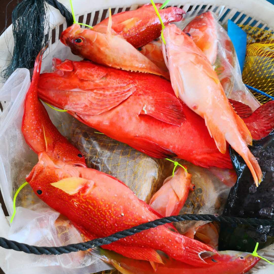 网红池鱼王新活放血冰鲜刺身海鲜日料寿司生鱼片大竹荚鱼